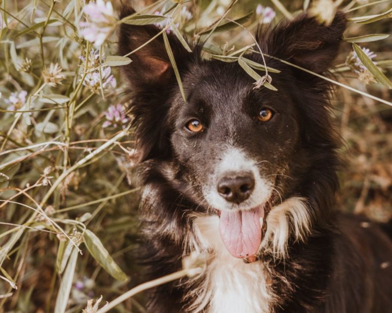 education canine - educateur canin Toulon - éducation canine positive education canine - educateur canin Toulon - éducation canine positive