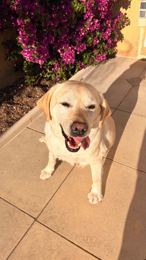 education canine - educateur canin Toulon - éducation canine positive education canine - educateur canin Toulon - éducation canine positive