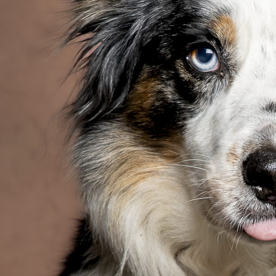 education canine - educateur canin Toulon - éducation canine positive education canine - educateur canin Toulon - éducation canine positive