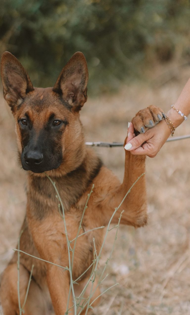 education canine - educateur canin Toulon - éducation canine positive education canine - educateur canin Toulon - éducation canine positive