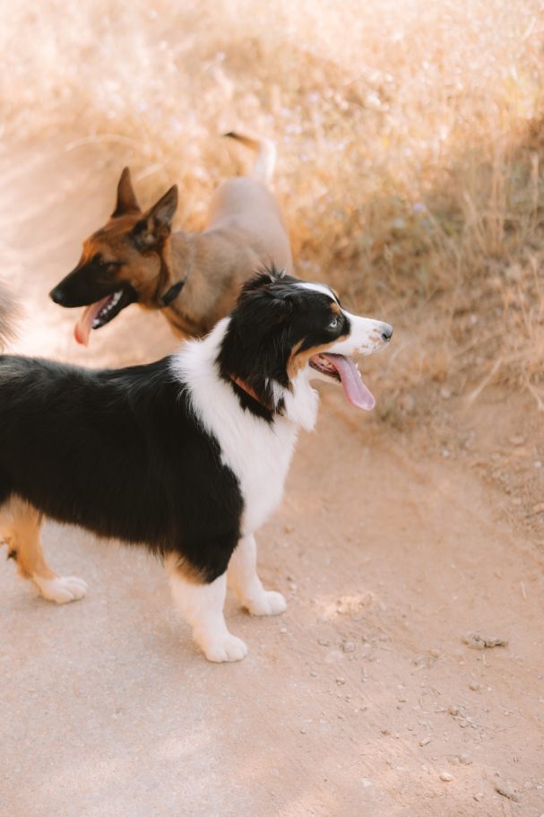 education canine - educateur canin Toulon - éducation canine positive education canine - educateur canin Toulon - éducation canine positive