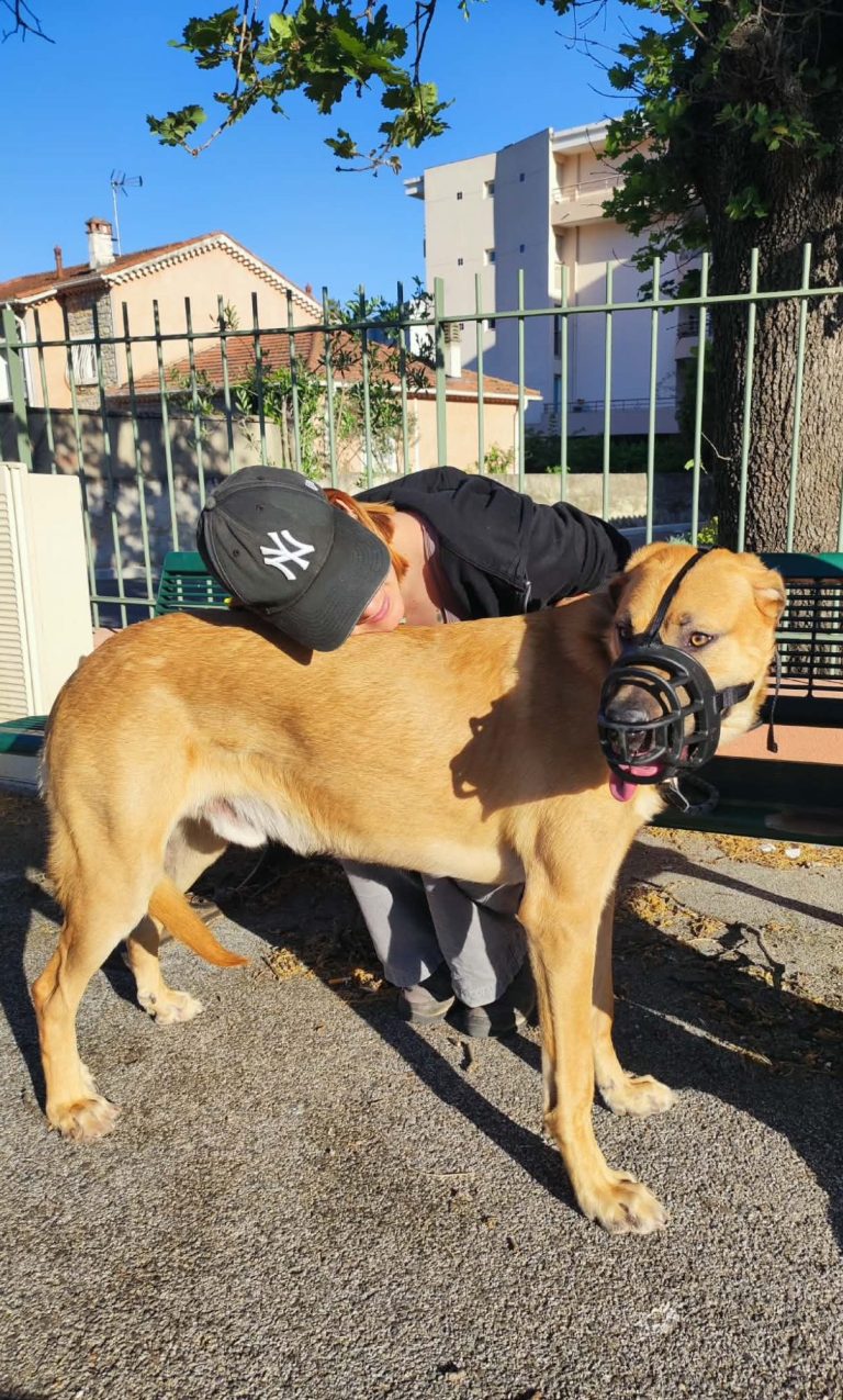 education canine - educateur canin Toulon - éducation canine positive education canine - educateur canin Toulon - éducation canine positive