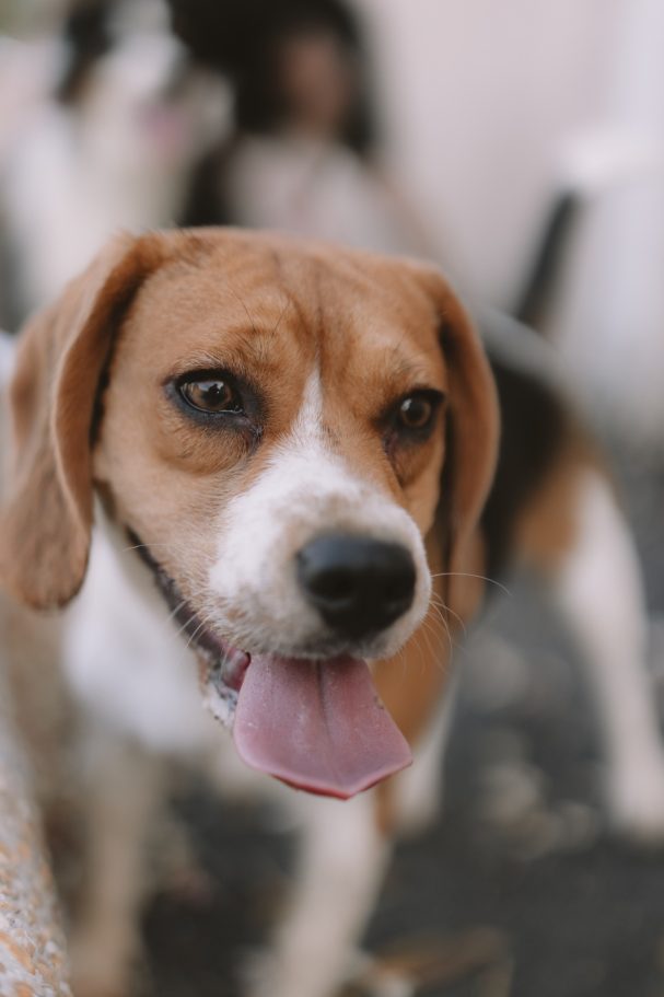 education canine - educateur canin Toulon - éducation canine positive education canine - educateur canin Toulon - éducation canine positive