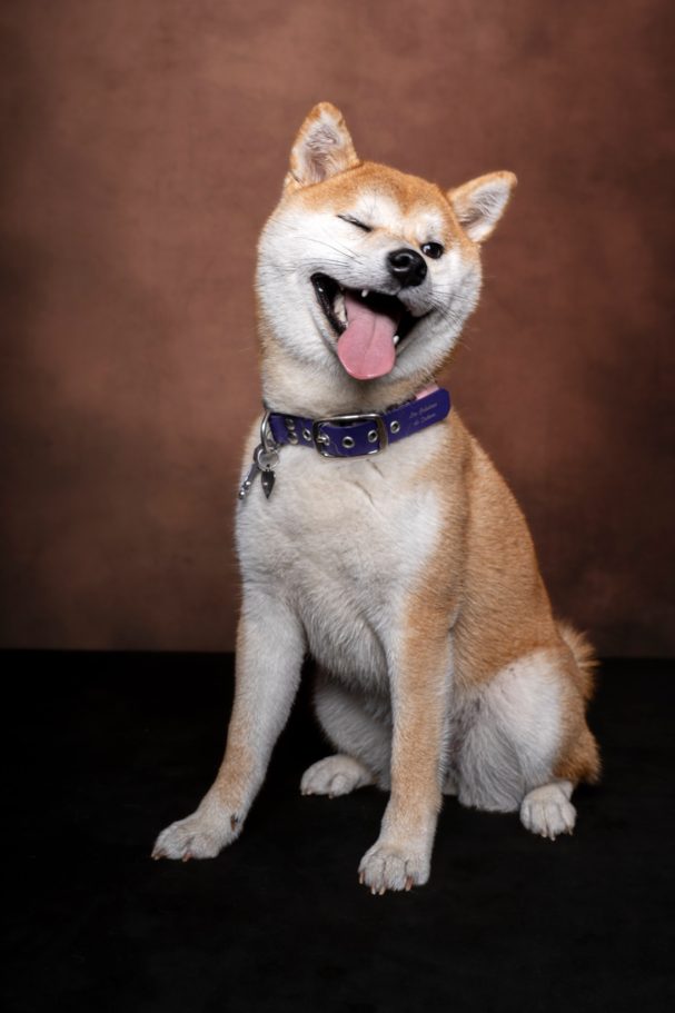 education canine - educateur canin Toulon - éducation canine positive education canine - educateur canin Toulon - éducation canine positive