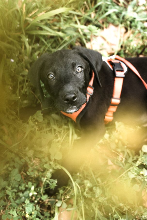 education canine - educateur canin Toulon - éducation canine positive education canine - educateur canin Toulon - éducation canine positive