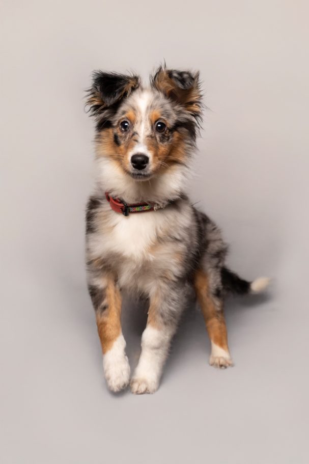 education canine - educateur canin Toulon - éducation canine positive education canine - educateur canin Toulon - éducation canine positive